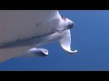 raie manta ray clin d'oeil noumea Nouvelle-Caledonie Nouméa