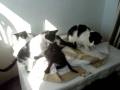 videos de Our cute cats playing with each others tails