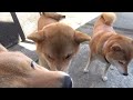 猟期延長戦(3月14・15日)の記録＆説明欄にて【ワンの庭オンラインショップの鹿肉製品に再入荷リクエストをくださっている皆様へ】