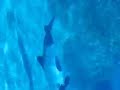 Aquatica Commerson's Dolphins 2