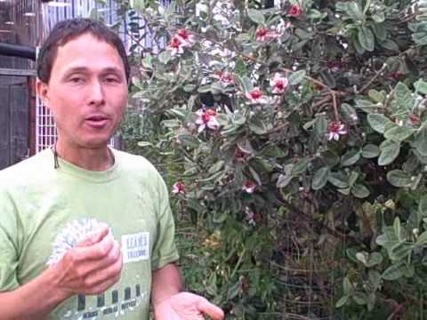 how to grow feijoas