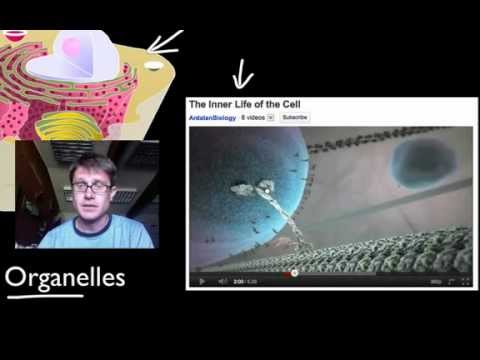 Cellular Organelles