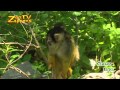 Zoo Safari - Squirrel Monkey - doodshoofdaap - saimiri sciureus