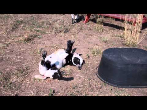 Fainting Goat - YouTube