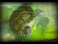 Fun Red Eared Sliders Turtles Video