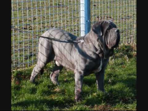 pakistani mastiff