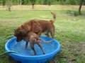 Golden Retriever Playing In A Baby Pool