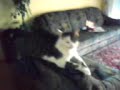 faule katze