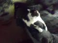 faule katze