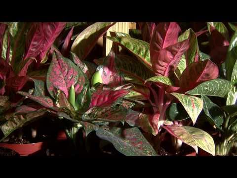 how to transplant a chinese evergreen