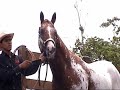 Caballos Cuarto Milla