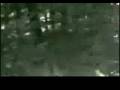 videos de bigfoot