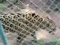 jaguar (erakles) jaguar (erakles)