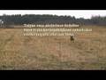 Hunting Wirehaired pointer jakt