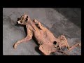 Gato momificado del Antiguo Egipto