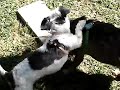 Alice & LuLu are BFF (Tzu Zoo Rescue)