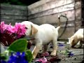 Comercial Pedigree Filhotes