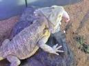 Castro eating a mouse