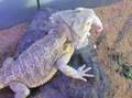 Castro eating a mouse