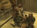baby sun conures & baby cockatiels