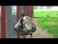 Emu business finds its wings Emu business finds its wings