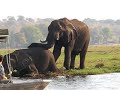 Swimming elephants Chobe national park Botswana