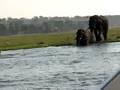 Swimming elephants Chobe national park Botswana