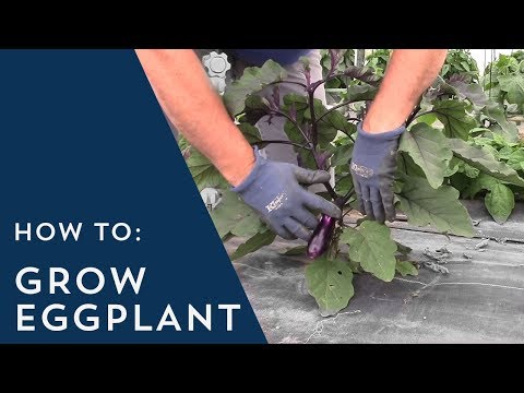 how to grow aubergines