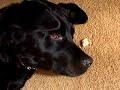 My happy Dog! My happy Dog!