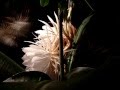 2008 Cereus Bloom