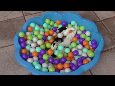 Cat Plays In Ball Pit | 4K