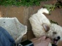 SISI CON SHEIKY