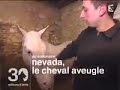 reportage 30 millions d'amis anthony avella ride avec ses deux am'staff...