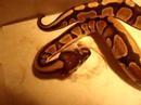 Feeding Zues part two