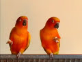 Sun Conures Bonnie and Clyde