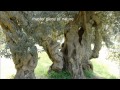Why I love Puglia? - YouTube