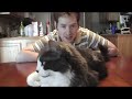 Homemade Cat Toys - Thumb #1