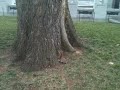Active critter jumping around in the park
