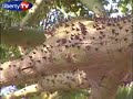 Liberty TV - Malaga, Andalousie