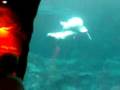 Belugas at Georgia Aquarium