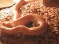 Python molurus bivittatus albino feeding with small hamster