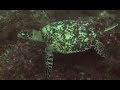Sea Snake & Turtle at Yapak 1 Boracay Philippines