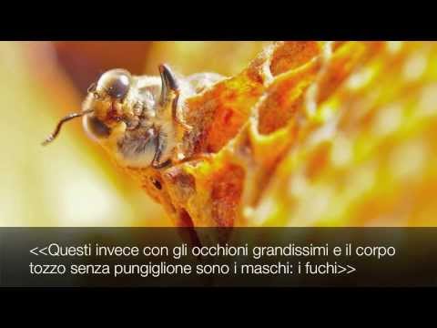 api - Questo video è stato realizzato a integrazione del libro fotografico