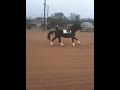 Weyka Trakehner Mare