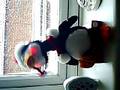 videos de Dancing Animated Penguin!!! Wilkinsons!