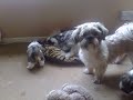 Shih Tzu Puppies