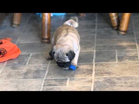 Milk Dud Champion Bloodlines - Pug Puppy