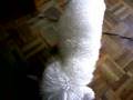 Caniche video