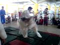 Exhibici�n de Jiu-Jitsu
