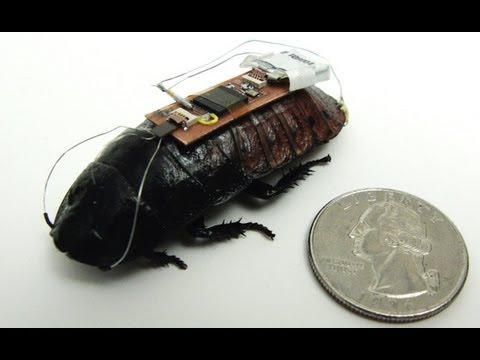 how to control roaches